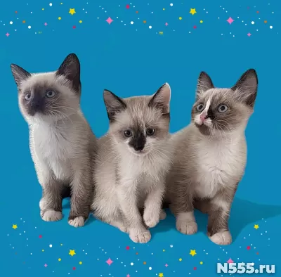 Сиамский котенок фото 1