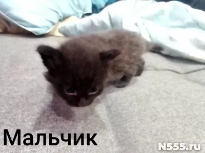 Котята